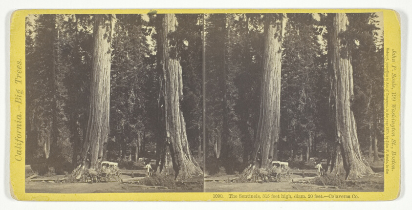 The Sentinels, 315 feet high, diam. 20 feet - Calaveras County, No. 1090 from the series "California -- Big Trees"