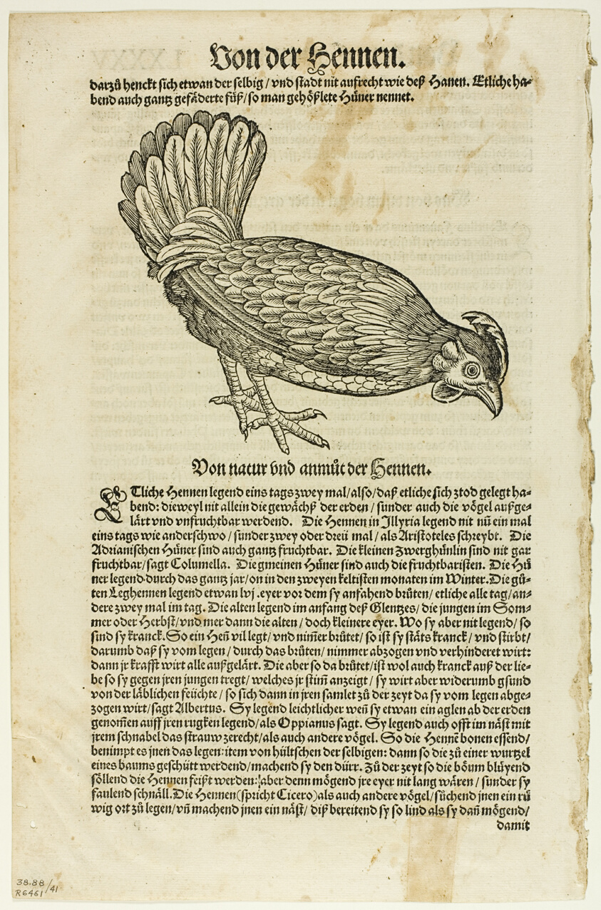 Illustration from "Vogelbuch", plate 41 from Woodcuts from Books of the XVI Century
