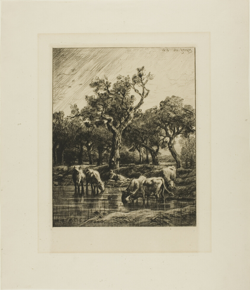 Cows at a Watering Place