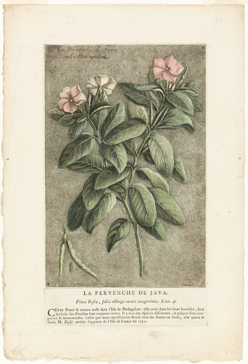 La Pervenche de Java (The Perwinkle of Java, from the Collection of Usual, Curious, and Foreign Plants)