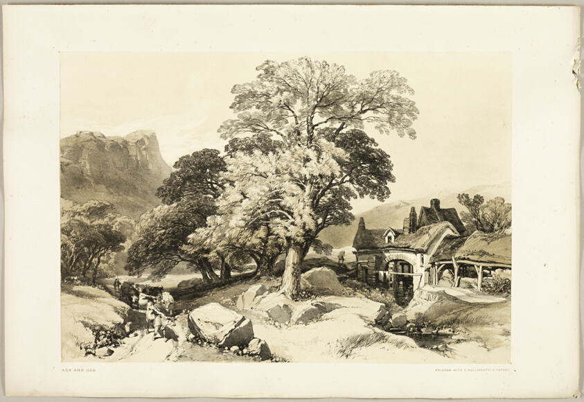 Ash and Oak, from The Park and the Forest