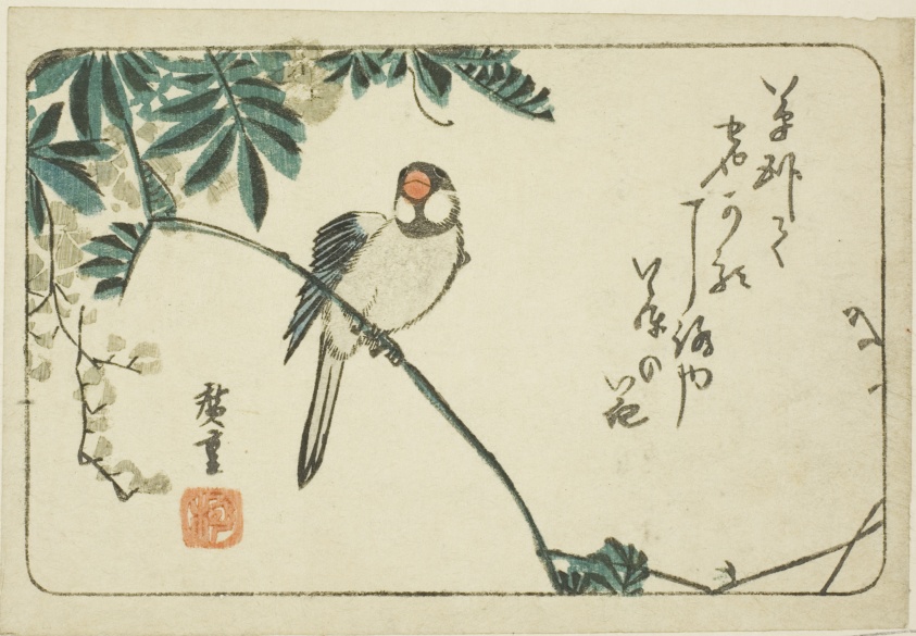 Sparrow and wisteria