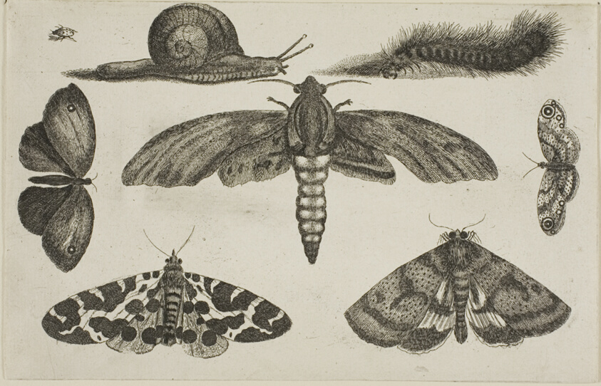 Six Insects, a Caterpillar, and a Snail, from Diversae Insectorum...Figurae