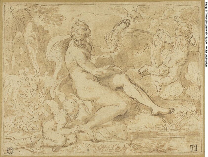 Study for the Origin of the Rose
