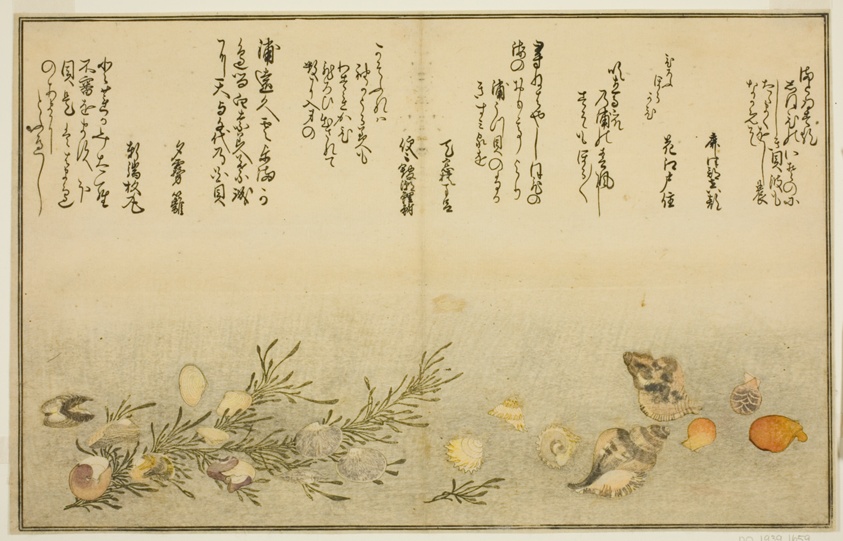 Beni-gai, hora-gai, urauzu-gai, wasure-gai, chiyonohana-gai, and masuho-gai, from the illustrated book "Gifts from the Ebb Tide (Shiohi no tsuto)"
