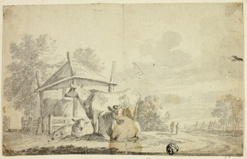Cows and Sheep at Cow Shed