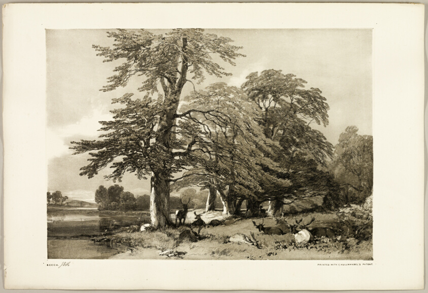 Beech, from The Park and the Forest