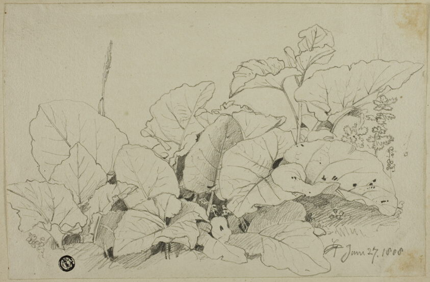 Clump of Leaves and Flowers