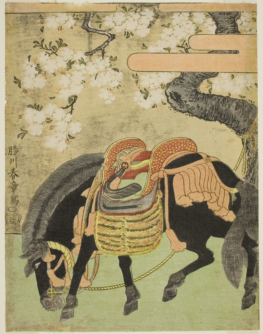 Black Horse Tethered under a Blossoming Cherry Tree