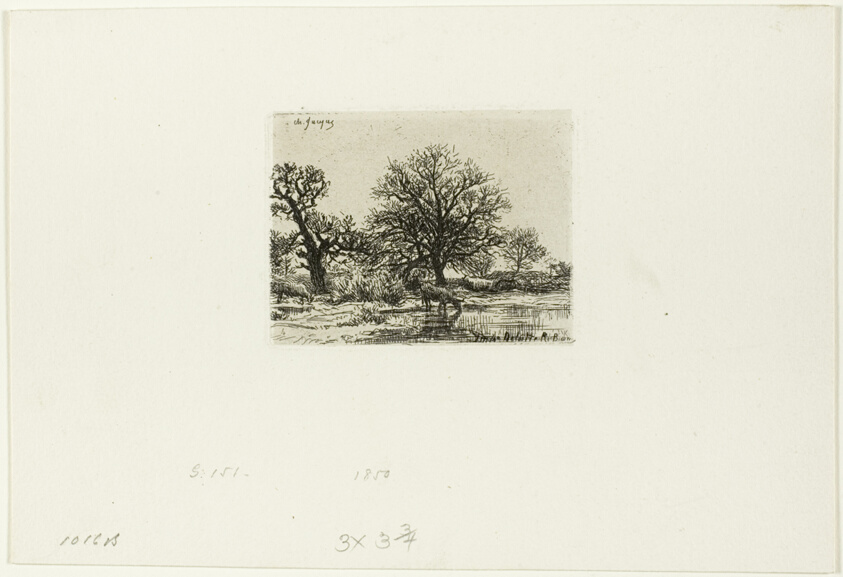 Trees and Cows near a Pond