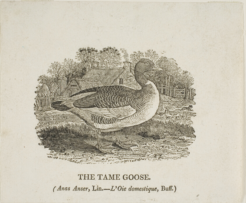 Tame Goose