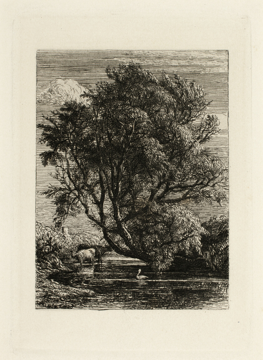 The Willow