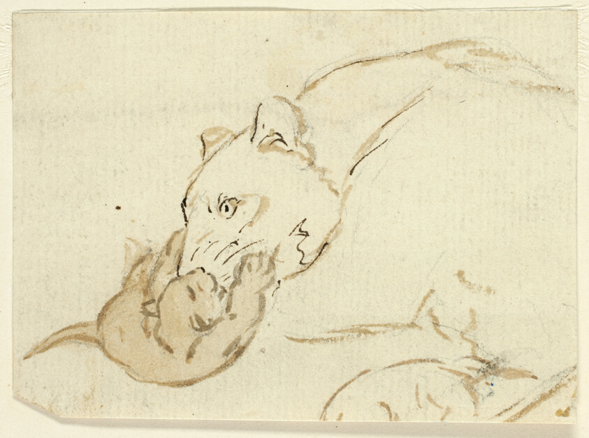 Five Sketches of Lions: Lioness with Cub