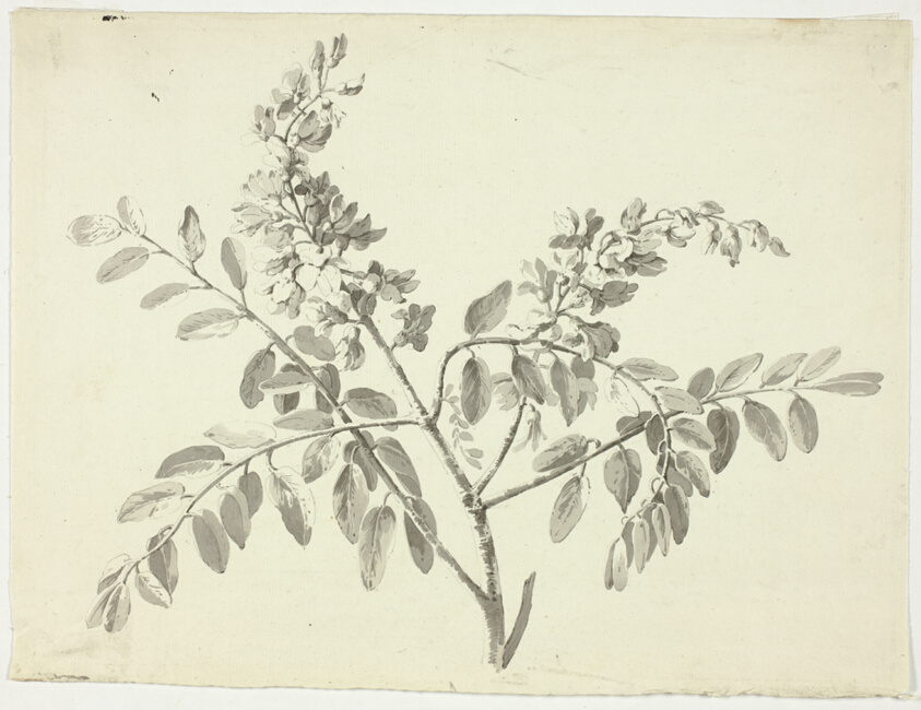 The Flowering Branch