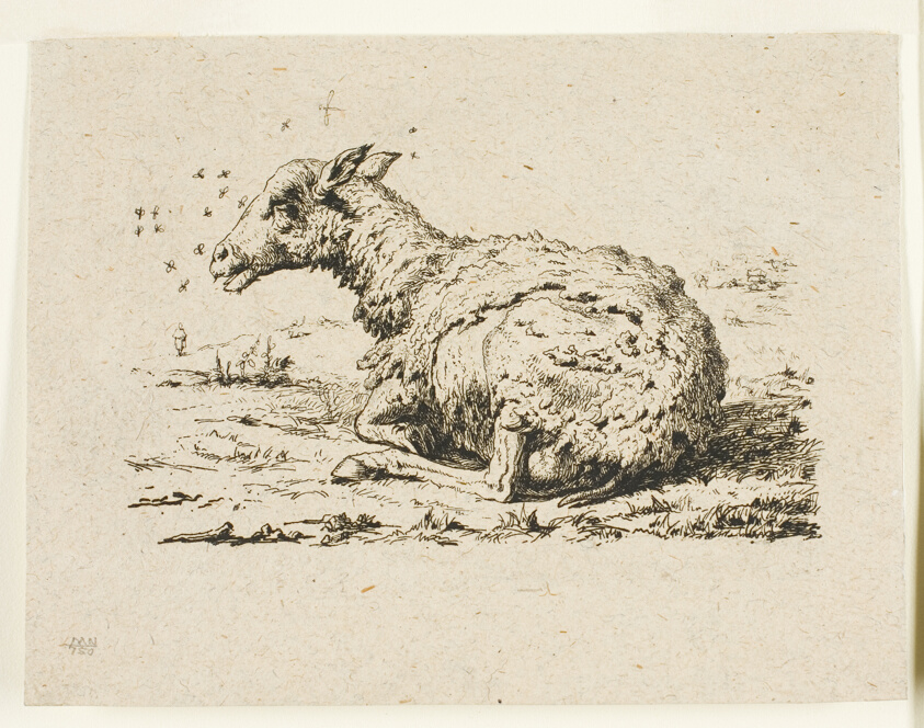The Sheep and the Flies