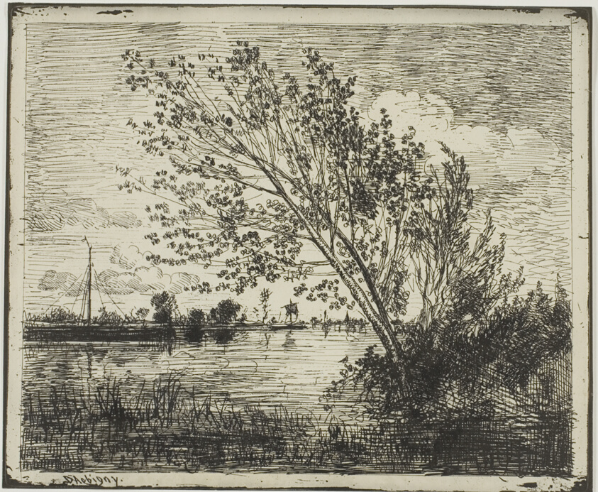 Clump of Alder Trees