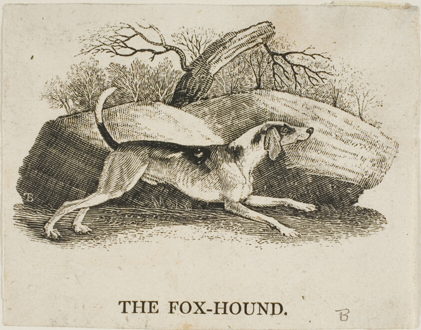 Fox Hound