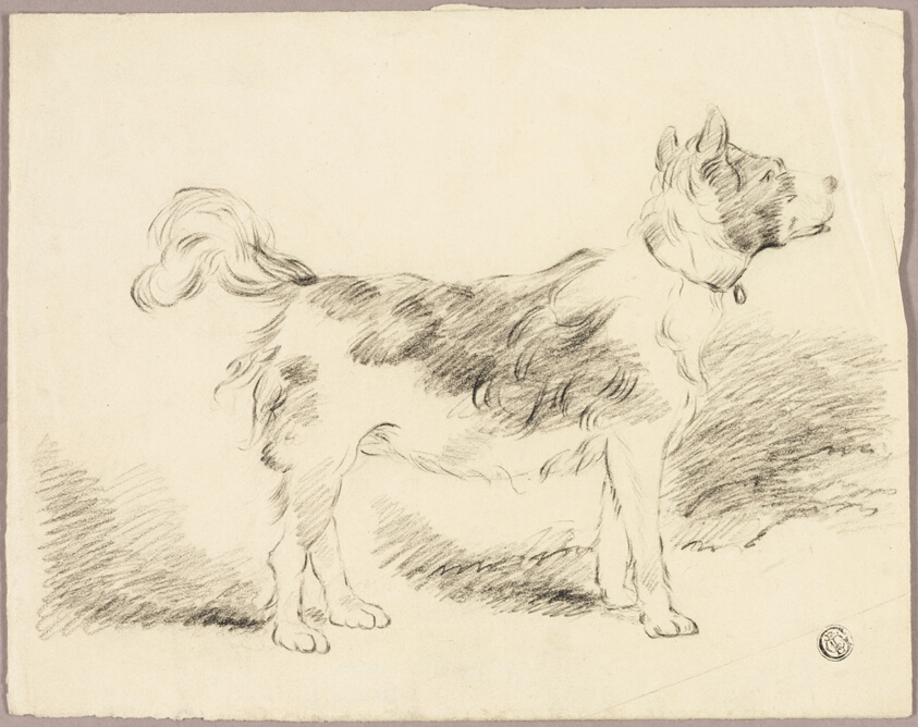 Shepherd Dog