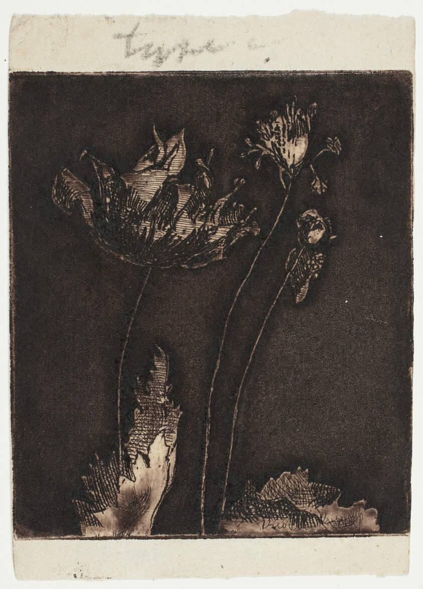 Last Poppies