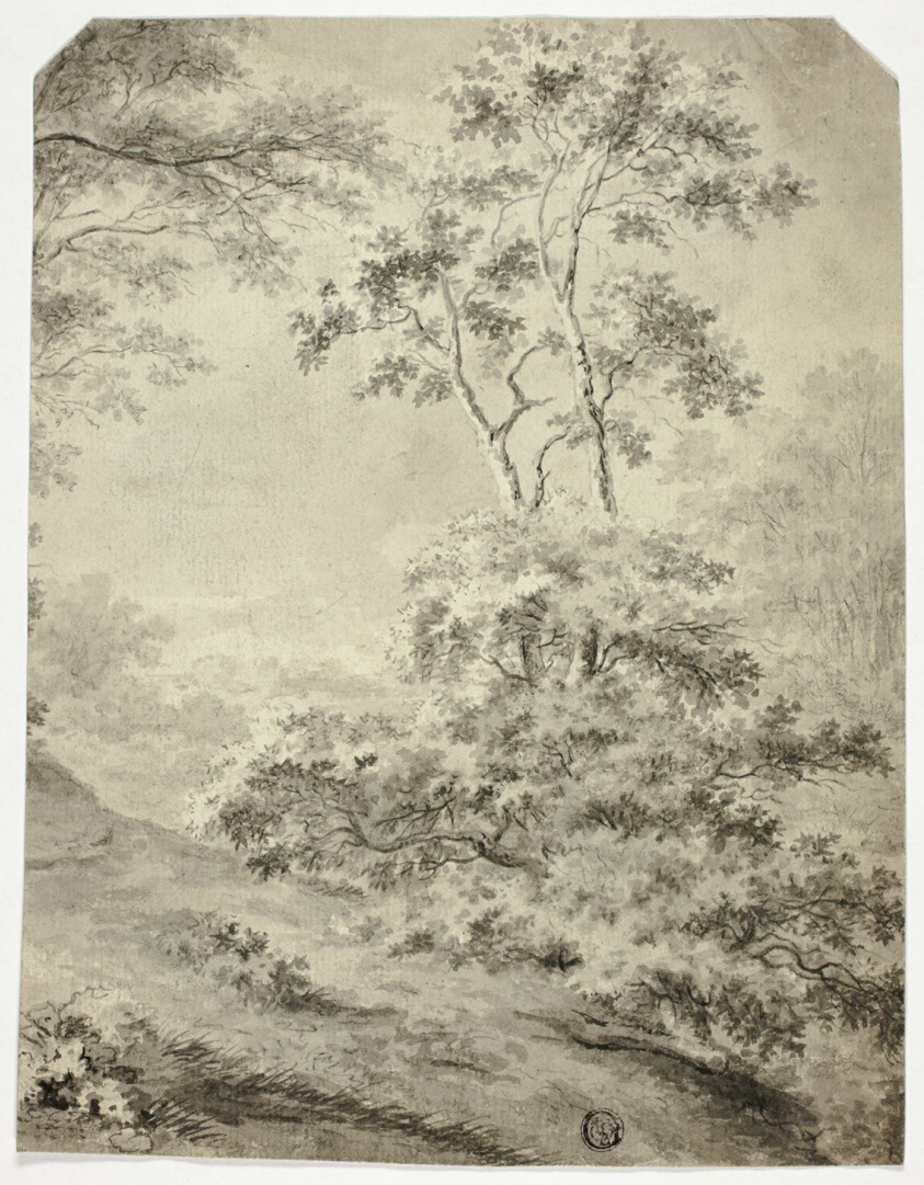 Forest Clearing
