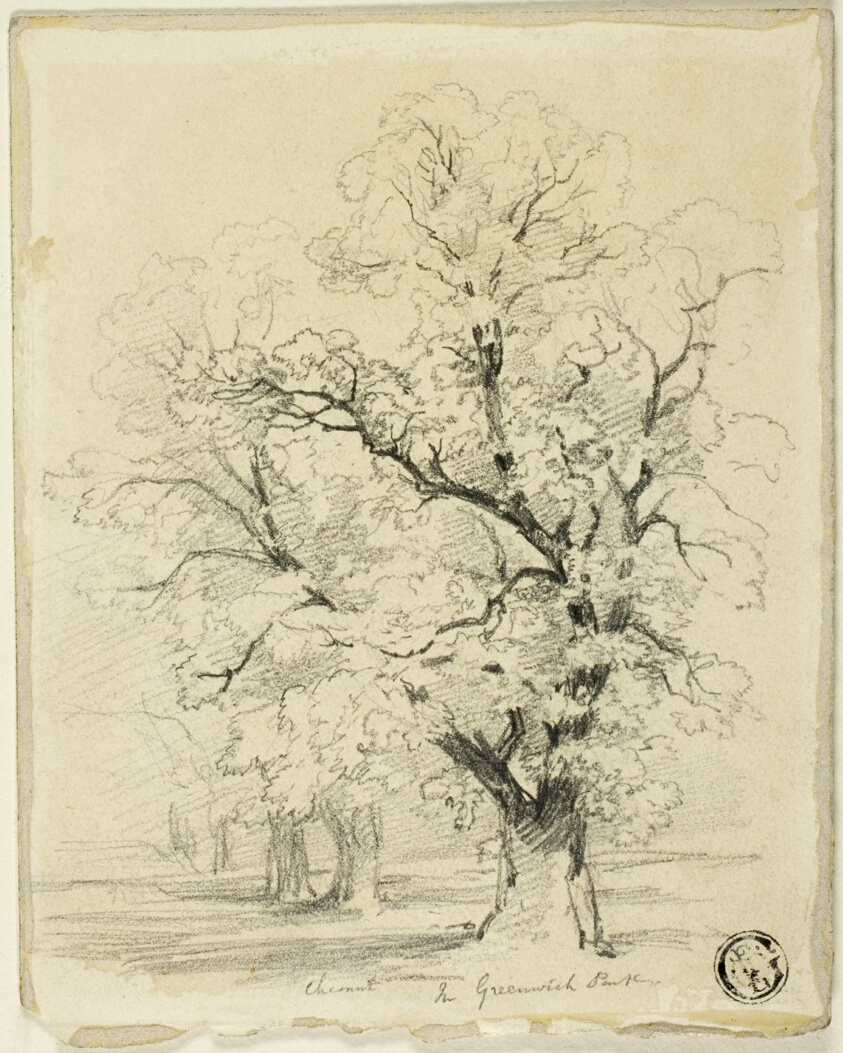 Ches[t]nut in Greenwich Park
