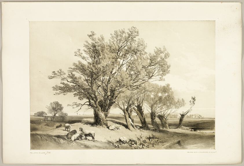 Pollard Willow, from The Park and the Forest