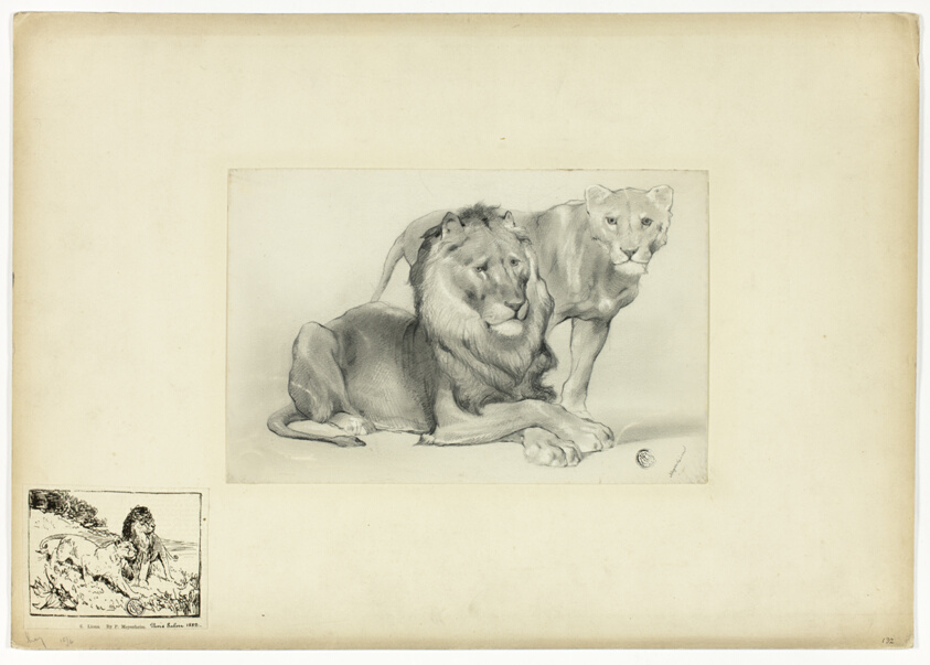 Lion and Lioness
