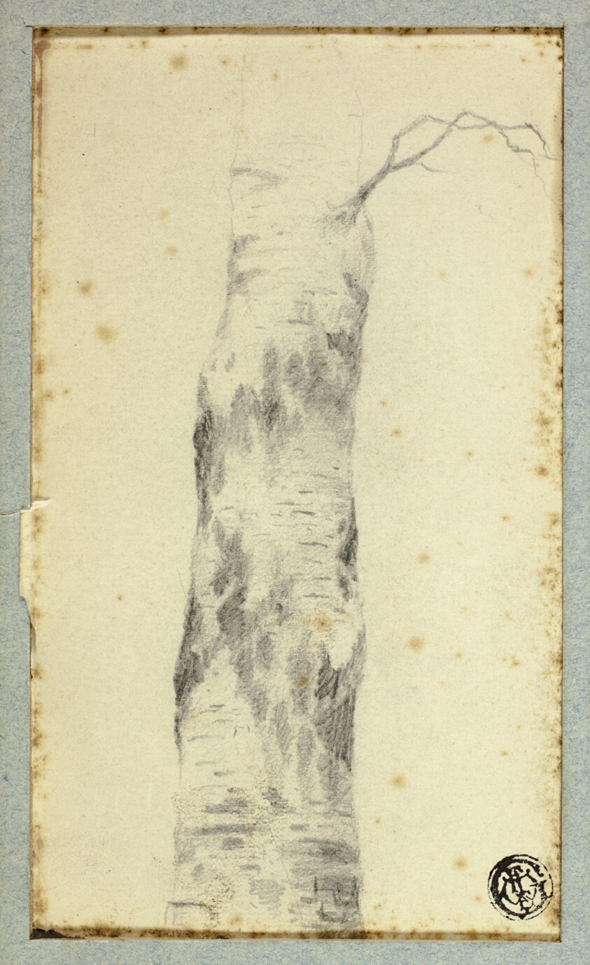 Sketch of Tree Trunk