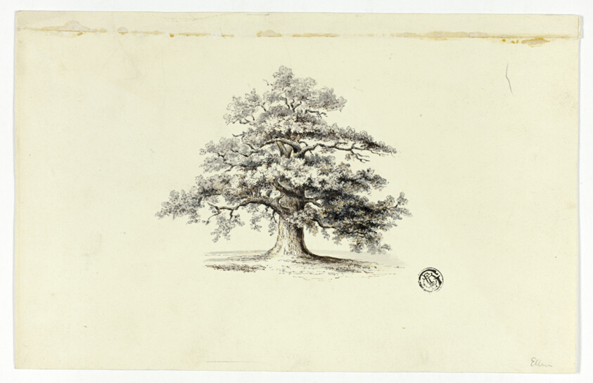 Oak Tree