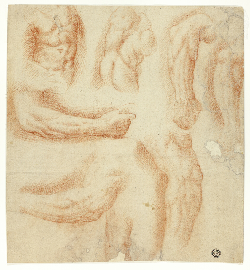 Sketches of Arms, Male Torso, and Back