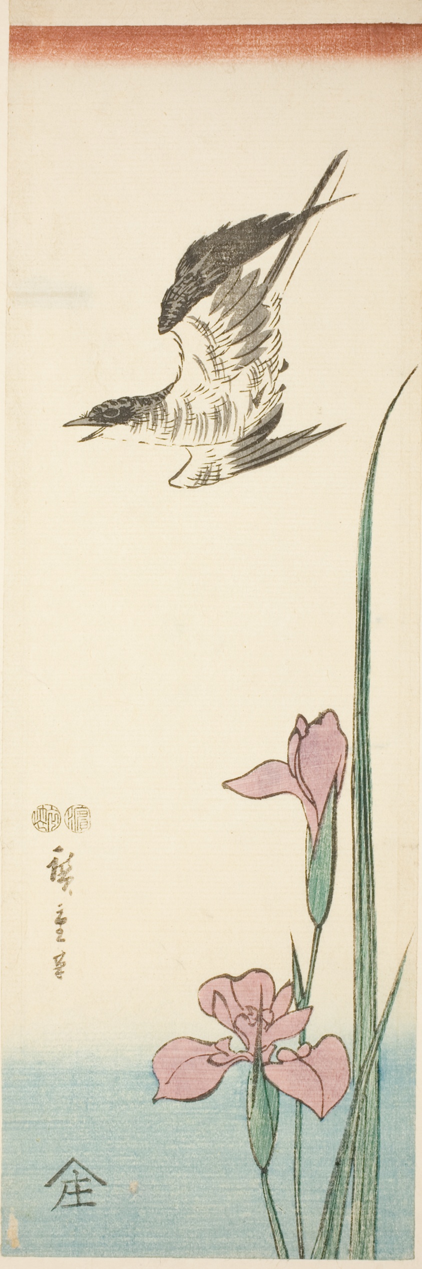 Cuckoo and iris