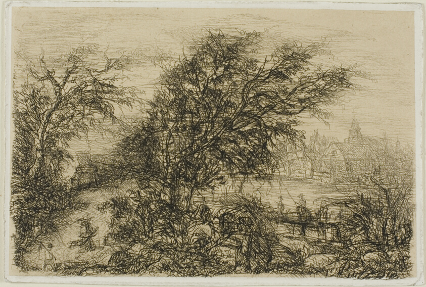 Trees Bending in the Wind