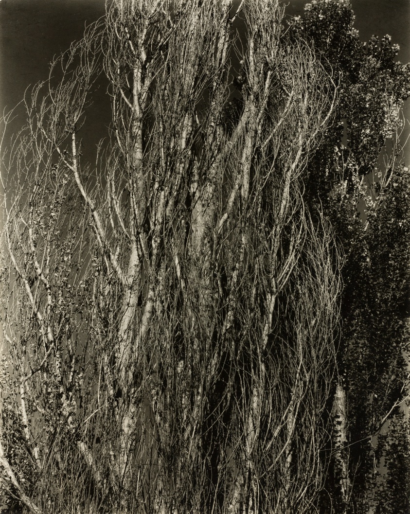 Poplars—Lake George