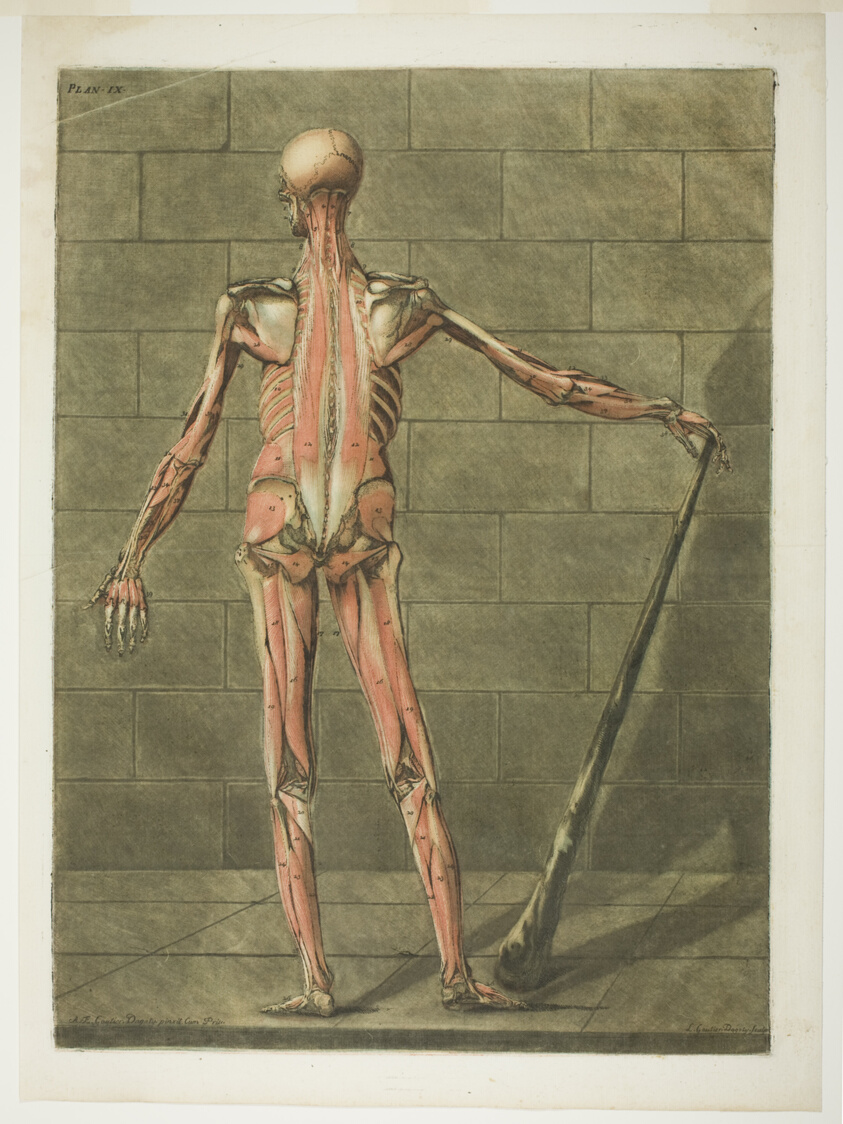 Posterior View of Muscle Man, plate nine from Myologie complete