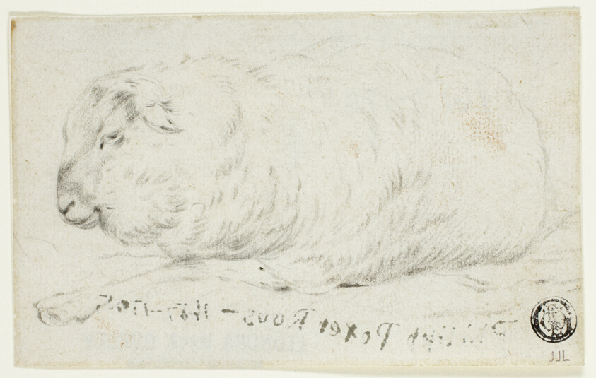 Sheep Lying Down