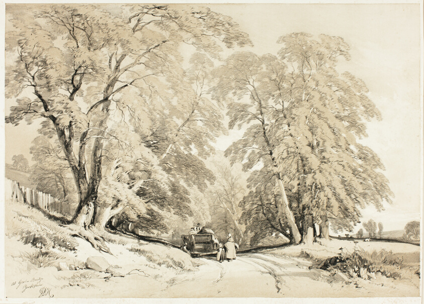 Ash, from The Park and the Forest