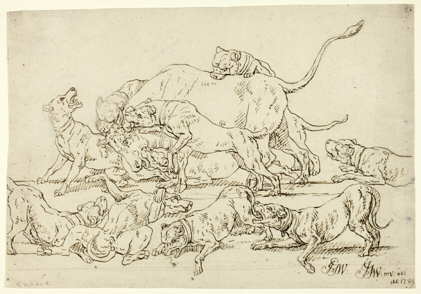 Dogs Attacking a Bull