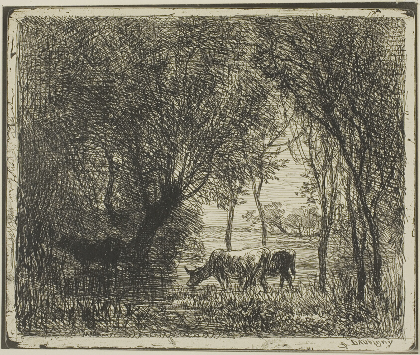 Cows in a Wood