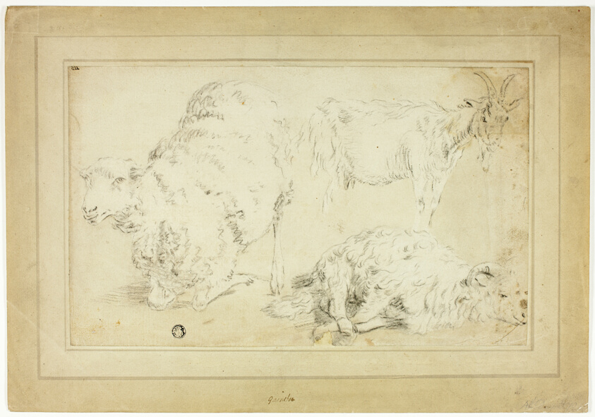 Sketches of Sheep and Goat