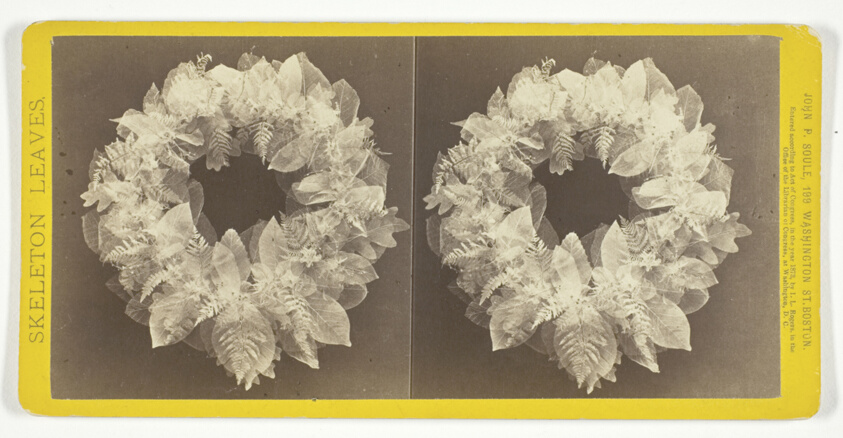 Untitled, from the series "Skeleton Leaves"