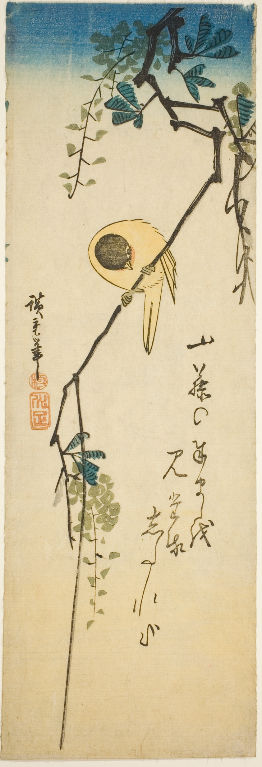 Bird on silky wisteria