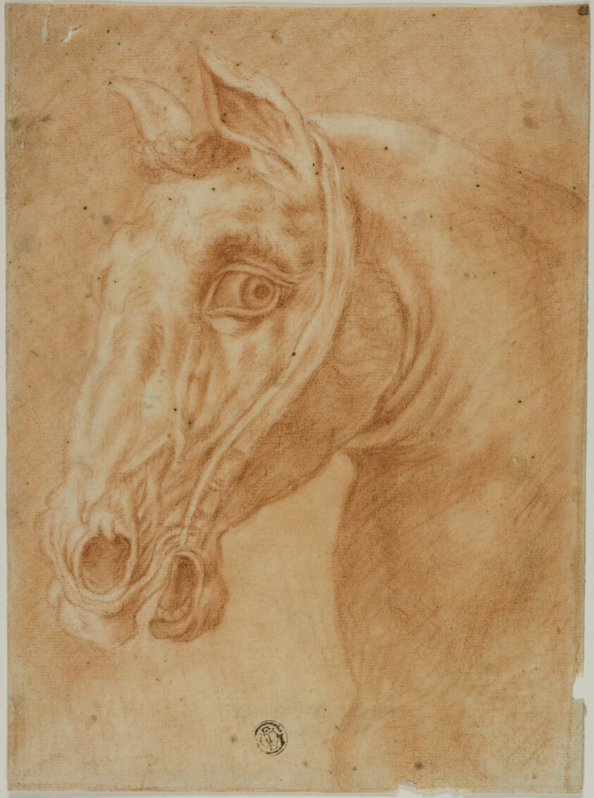 Head of a Horse