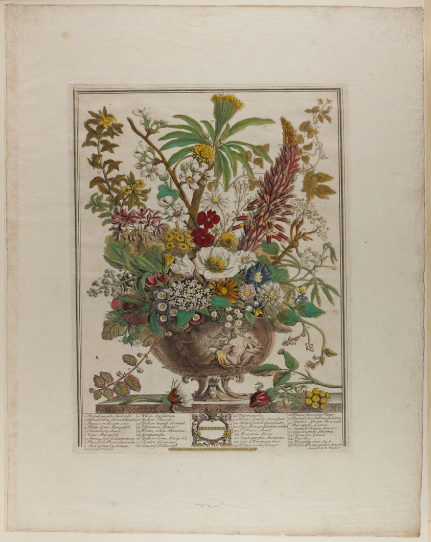 December, from Twelve Months of Flowers