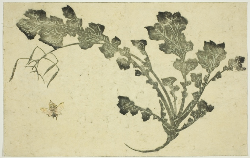 Wasp and turnip stalk, from "The Picture Book of Realistic Paintings of Hokusai (Hokusai shashin gafu)"