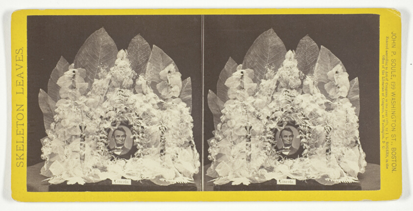 Lincoln, from the series "Skeleton Leaves"