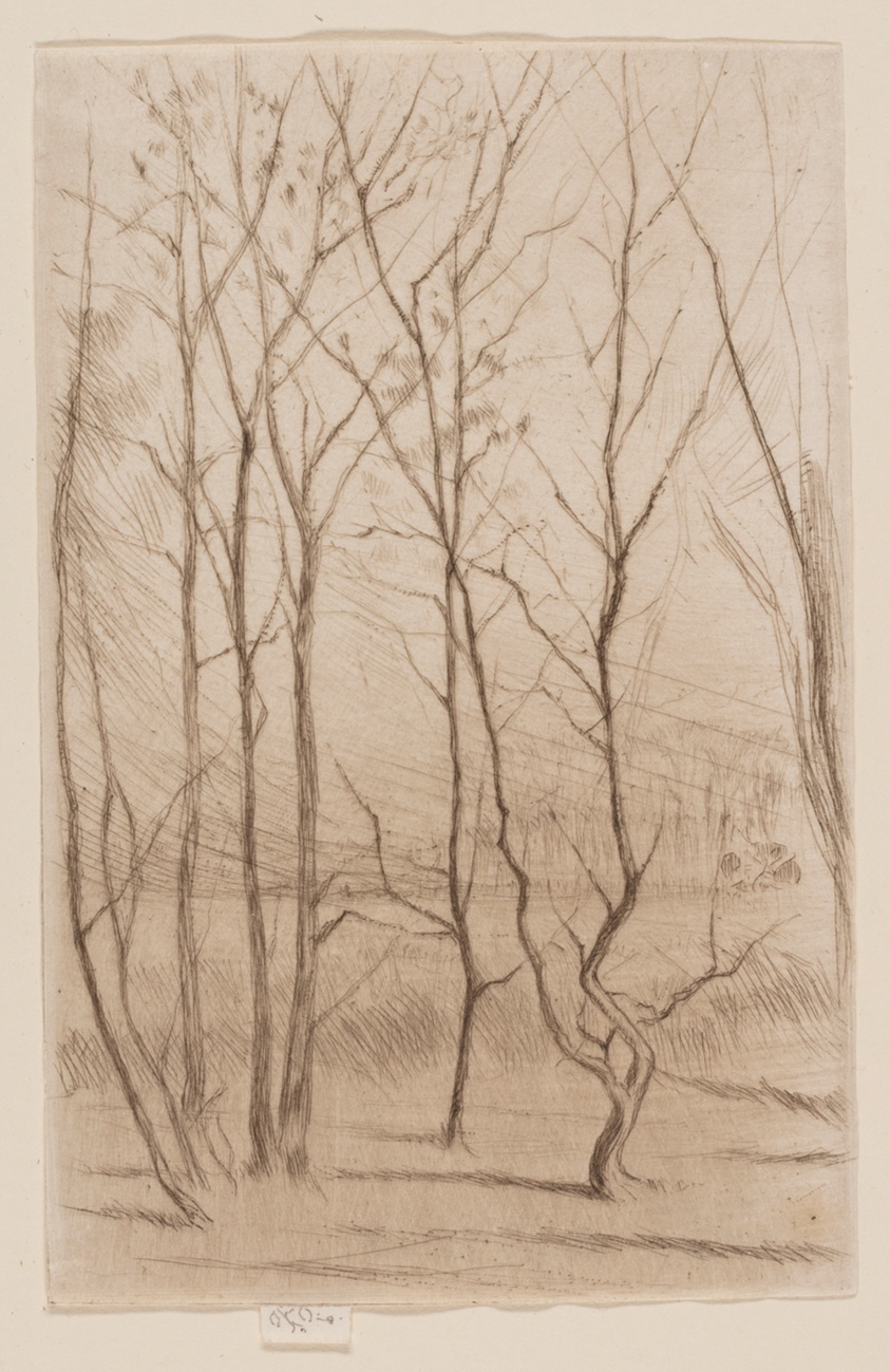 The Dam Wood
