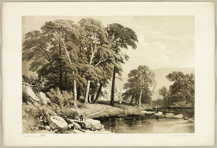 Black Poplar, from The Park and the Forest