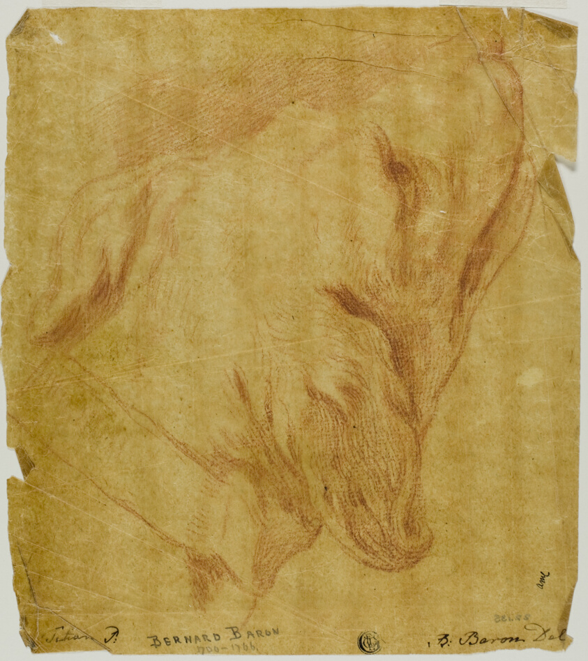 Head of a Dog