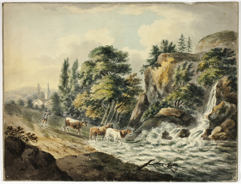 Cow Herd Driven to River