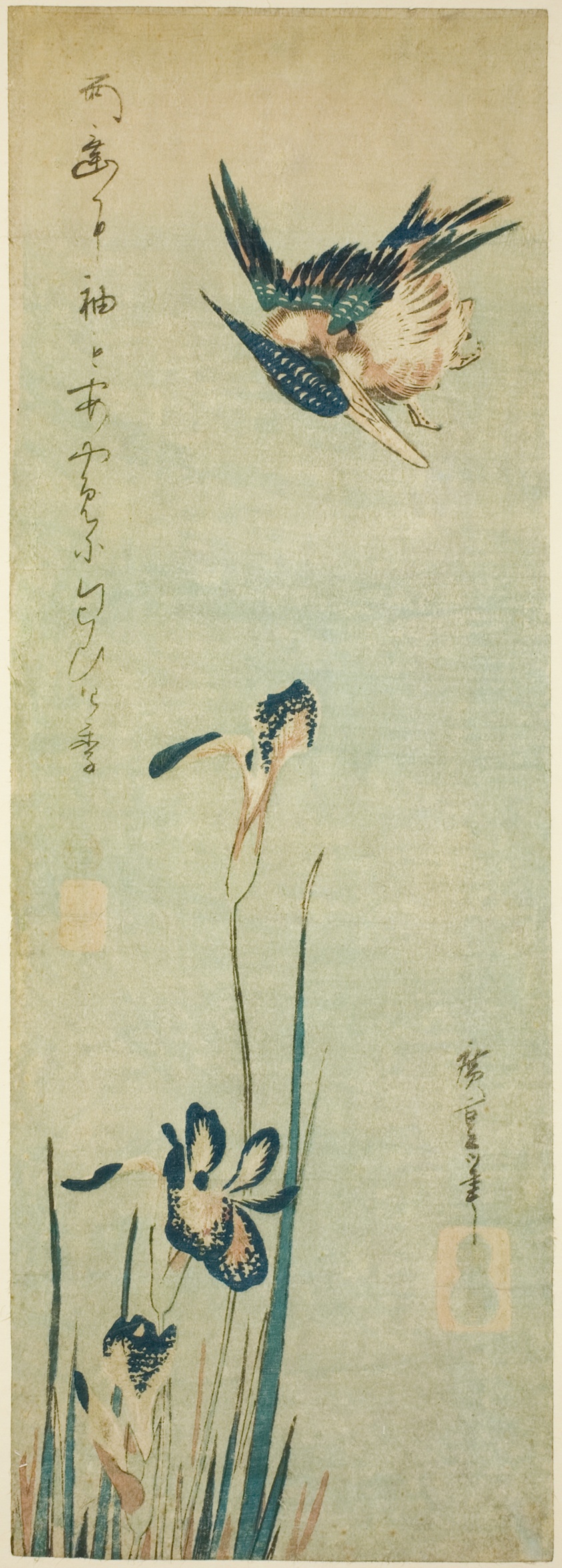 Kingfisher and iris
